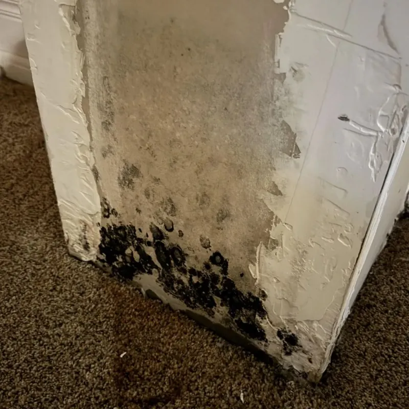 Professional Mold Removal in Holden, MA